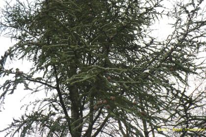 Cedrus atlantica